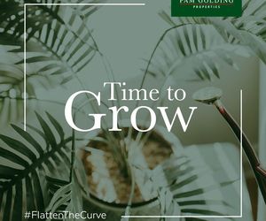 5 Household plants to enhance your home (and mood) during lockdown