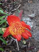 Oordenking: Liefde Geklee in Diens en Deernis