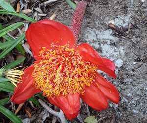 Oordenking: Liefde Geklee in Diens en Deernis