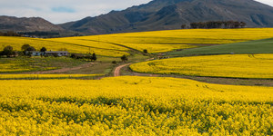 Canola_fields_1_1588141954
