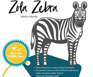 COLOUR IN & SHARE -Â Zola Zebra