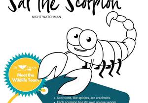 COLOUR IN & SHARE -Â Sal the Scorpion