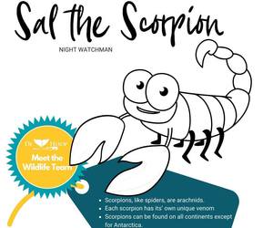 COLOUR IN & SHARE -Â Sal the Scorpion