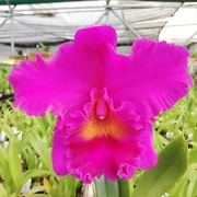 Rhyncholaeliocattelya Cornerstone 'Orchis'