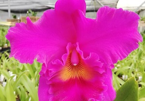 Rhyncholaeliocattelya Cornerstone 'Orchis'