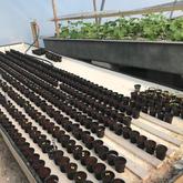 Our Cute Little Plants - Apura - Gansbaai