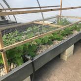 Cucumbers - Apura - Gansbaai