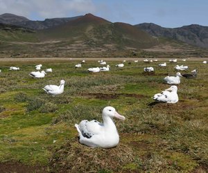 South Africa for Biodiversity - Gansbaai Daily News