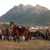 Wild Horses in Kleinmond - Monette's Bridal Studio