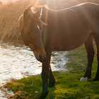 Wild Horses in Kleinmond - Monette's Bridal Studio