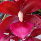 Cycnodes Wine Delight - Eikenhoff Orchid Nursery - Stanford Cycnodes Wine Delight - Eikenhoff Orchid Nursery - Stanford