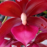 Cycnodes Wine Delight - Eikenhoff Orchid Nursery - Stanford