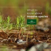 How Alien Plant Species Could Invade Your Sale