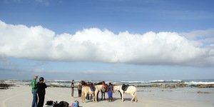 Gansbaai & Pearly Beach Horse Trails