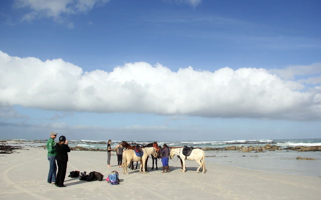 Gansbaai & Pearly Beach Horse Trails