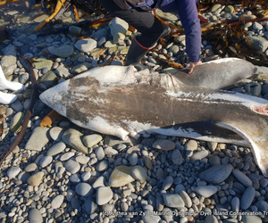 Orca predation on Great White Shark in Gansbaai, South Africa