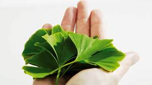 Ginkgo Biloba - The Memory Supplement