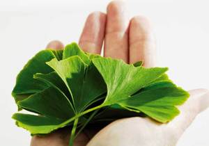 Ginkgo Biloba - The Memory Supplement