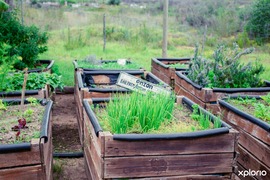 The Best Tips for Growing Vegetables at Home