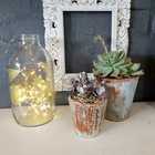 Plants - Lili & Co - Kleinmond Plants - Lili & Co - Kleinmond