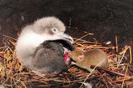 COVID 19 and the Albatrosses of Gough Island