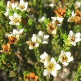 Diosma guthriei