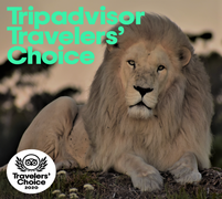 TripAdvisor Travelers' Choice AwardÂ 2020