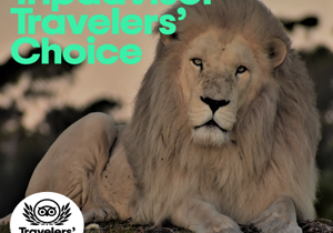 TripAdvisor Travelers' Choice AwardÂ 2020