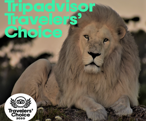 TripAdvisor Travelers' Choice AwardÂ 2020