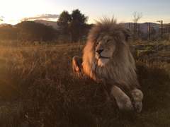 Farm Manager Position Available at Panthera Africa