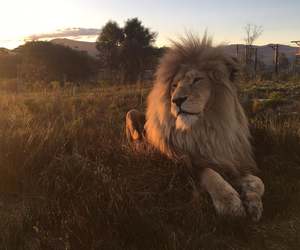 Farm Manager Position Available at Panthera Africa