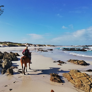Gansbaai & Pearly Beach Horse Trails