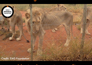 Protect lions by ending the global wildlife trade