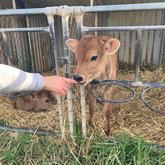 Fresh Jersey Milk Served - Beloftebos Farm cottages - Stanford