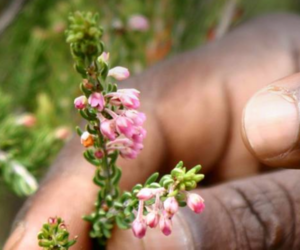 Fynbos, the elixir of life