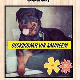 Lovely Bella Looking For A Home - BARC Animal Welfare - Gansbaai