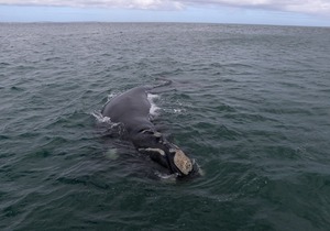 Southern Right Whales