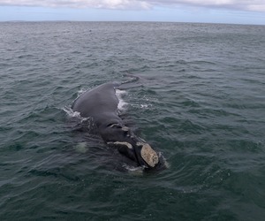 Southern Right Whales