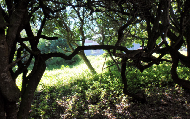 595_vacant_land_1600150071