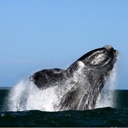Opening of South African bordersÂ just in time for peak whale season!