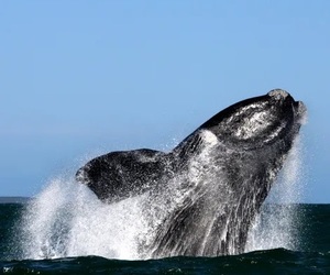 Opening of South African bordersÂ just in time for peak whale season!