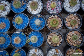 5 Spring Gardening Tips