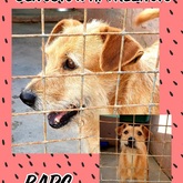 Dog Up For Adoption - BARC Animal Welfare - Gansbaai