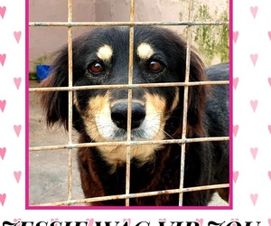 Dogs up for adoption