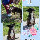 Ice is ready for adoption - BARC Animal Welfare - Gansbaai