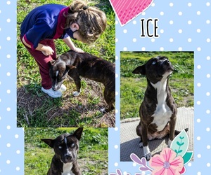 Ice is ready for adoption