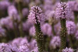 Cape Agulhas Tourism Competition Week 5