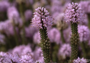 Cape Agulhas Tourism Competition Week 5