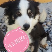 Briska is looking for her 'forever' homeâ€‹â€‹â€‹â€‹â€‹â€‹â€‹!