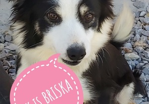Briska is looking for her 'forever' homeâ€‹â€‹â€‹â€‹â€‹â€‹â€‹!